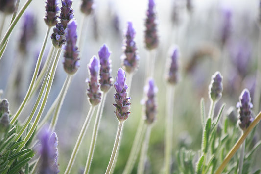 lavender blossoms