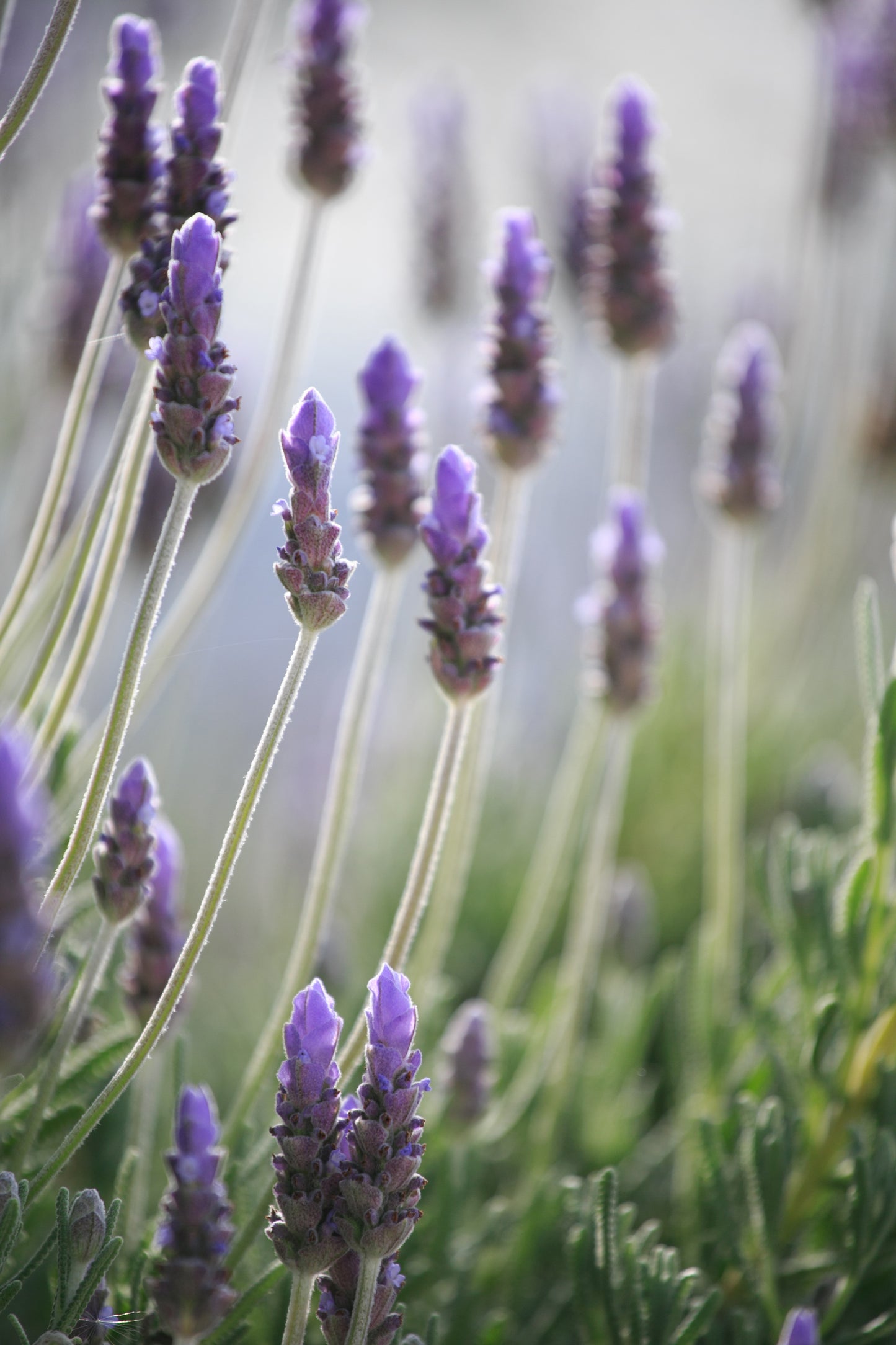 Paso Du Soleil Gift Card